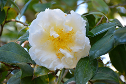 Colonial Dame Camellia (Camellia japonica 'Colonial Dame') at Lakeshore Garden Centres