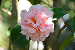 Strawberry Blonde Camellia (Camellia japonica 'Strawberry Blonde') at Lakeshore Garden Centres