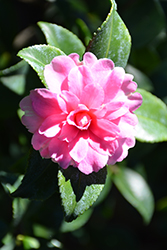 Interlude Camellia (Camellia sasanqua 'Interlude') at Lakeshore Garden Centres