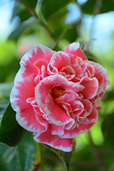 Jean Clere Camellia (Camellia japonica 'Jean Clere') at Lakeshore Garden Centres