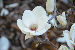 Lennei Alba Saucer Magnolia (Magnolia x soulangeana 'Lennei Alba') at A Very Successful Garden Center
