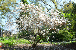 Lennei Alba Saucer Magnolia (Magnolia x soulangeana 'Lennei Alba') at A Very Successful Garden Center