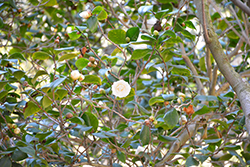 White Perfection Camellia (Camellia japonica 'White Perfection') at Lakeshore Garden Centres