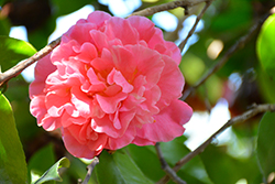 Marie Bracey Camellia (Camellia japonica 'Marie Bracey') at Stonegate Gardens