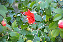 Don Mac Camellia (Camellia japonica 'Don Mac') at Stonegate Gardens