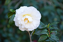 Colonial Dame Camellia (Camellia japonica 'Colonial Dame') at Lakeshore Garden Centres