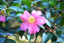 Hiryu Camellia (Camellia sasanqua 'Hiryu') at Lakeshore Garden Centres