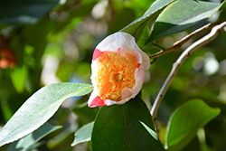 Yamato-nishiki Camellia (Camellia japonica 'Yamato-nishiki') at Stonegate Gardens