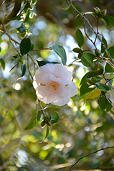Lady Vansittart White Camellia (Camellia japonica 'Lady Vansittart White') at Lakeshore Garden Centres