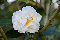 Swan Lake Camellia (Camellia japonica 'Swan Lake') at A Very Successful Garden Center