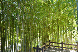 Golden Bamboo (Phyllostachys aurea) at A Very Successful Garden Center