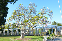 Veitchii Magnolia (Magnolia x veitchii) at A Very Successful Garden Center