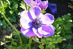 Mona Lisa Deep Blue Windflower (Anemone coronaria 'PAS1852') at A Very Successful Garden Center