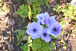 Mona Lisa Bicolor Blue Shades Windflower (Anemone coronaria 'PAS1851') at Lakeshore Garden Centres