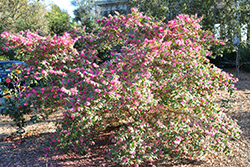 Razzleberri Fringeflower (Loropetalum chinense 'Razzleberri') at A Very Successful Garden Center