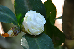 Thomas D. Pitts Camellia (Camellia japonica 'Thomas D. Pitts') at Lakeshore Garden Centres