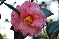Destiny Camellia (Camellia japonica 'Destiny') at Lakeshore Garden Centres