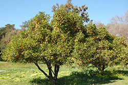 Washington Navel Orange (Citrus sinensis 'Washington Navel') at Canadale Nurseries