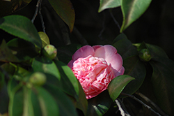 Pink Champagne Camellia (Camellia japonica 'Pink Champagne') at Lakeshore Garden Centres