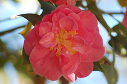 Mrs. Freeman Weiss Camellia (Camellia japonica 'Mrs. Freeman Weiss') at Lakeshore Garden Centres