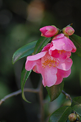 Minato-no-akebono Camellia (Camellia 'Minato-no-akebono') at Stonegate Gardens