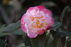 High Fragrance Camellia (Camellia 'High Fragrance') at Lakeshore Garden Centres