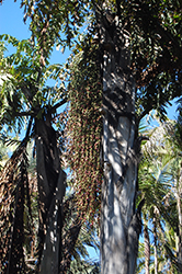 Thai Mountain Giant Palm (Caryota gigas) at Stonegate Gardens