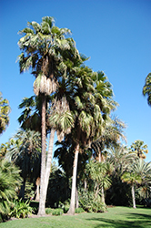 Guadalupe Palm (Brahea edulis) at A Very Successful Garden Center