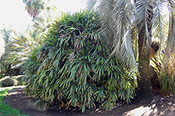 Lady Palm (Rhapis excelsa) at A Very Successful Garden Center