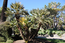 Goldstripe Mediterranean Fan Palm (Chamaerops humilis 'Goldstripe') at Lakeshore Garden Centres
