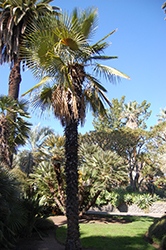 Spiny Fiber Palm (Trithrinax acanthocoma) at A Very Successful Garden Center