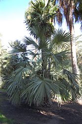 Central Australian Fan Palm (Livistona mariae var. rigida) at A Very Successful Garden Center