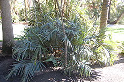 Hardy Parlor Palm (Chamaedorea radicans) at Stonegate Gardens