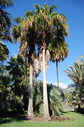 Carnarvon Fan Palm (Livistona nitida) at A Very Successful Garden Center