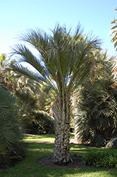 Upright Jelly Palm (Butia capitata var. strictior) at A Very Successful Garden Center