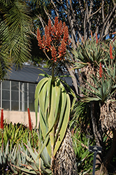 Yemen Tree Aloe (Aloe sabaea) at Stonegate Gardens