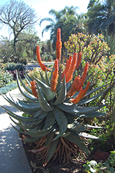 Mountain Aloe (Aloe marlothii) at Lakeshore Garden Centres