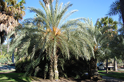 Cretan Date Palm (Phoenix theophrasti) at A Very Successful Garden Center