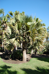 Dominican Palmetto (Sabal domingensis) at A Very Successful Garden Center