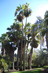 San Jose Hesper Palm (Brahea brandegeei) at Lakeshore Garden Centres