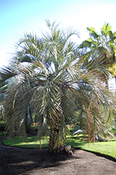 Dwarf Yatay Palm (Butia paraguayensis) at A Very Successful Garden Center