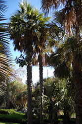 Llanos Palmetto (Sabal rosei) at Lakeshore Garden Centres