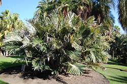 Formosa Palm (Arenga engleri) at Lakeshore Garden Centres