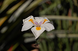 Fairy Lily (Dietes grandiflora) at A Very Successful Garden Center