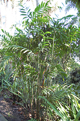 Cat Palm (Chamaedorea cataractarum) at Lakeshore Garden Centres