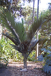 Nikau Palm (Rhopalostylis sapida) at A Very Successful Garden Center