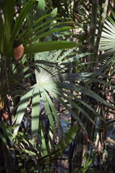 Slender Lady Palm (Rhapis humilis) at A Very Successful Garden Center