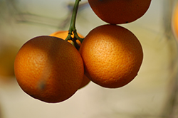 Rangpur (Citrus x limonia) at A Very Successful Garden Center