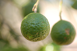 Kaffir Lime (Citrus hystrix) at A Very Successful Garden Center