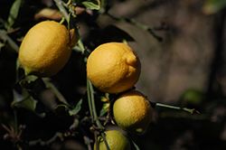 Eureka Lemon (Citrus limon 'Eureka') at A Very Successful Garden Center